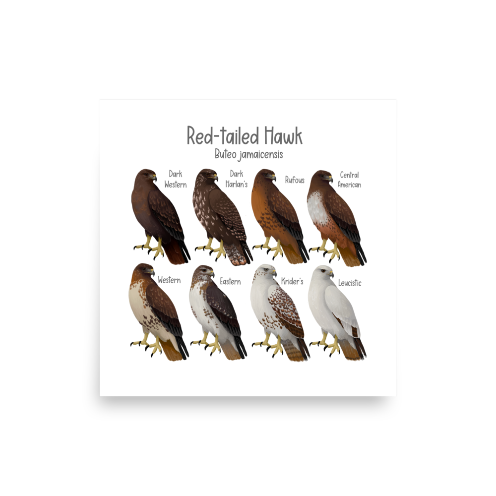 (Old Version) Red-tailed Hawk Morphs Poster