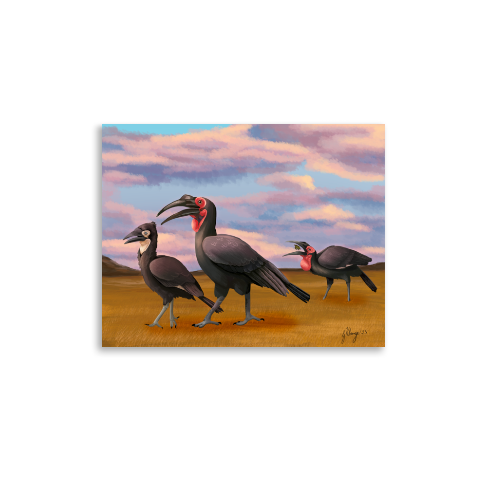 Southern Ground Hornbill Poster