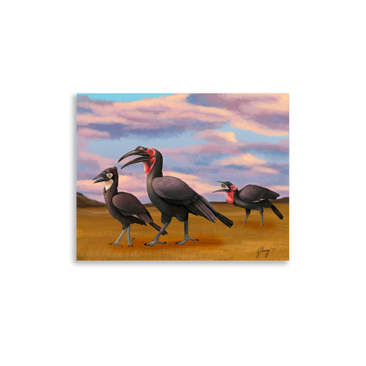 Southern Ground Hornbill Poster