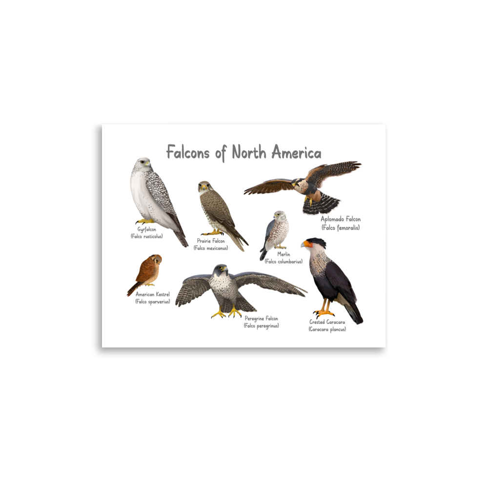 Falcons of North America Poster