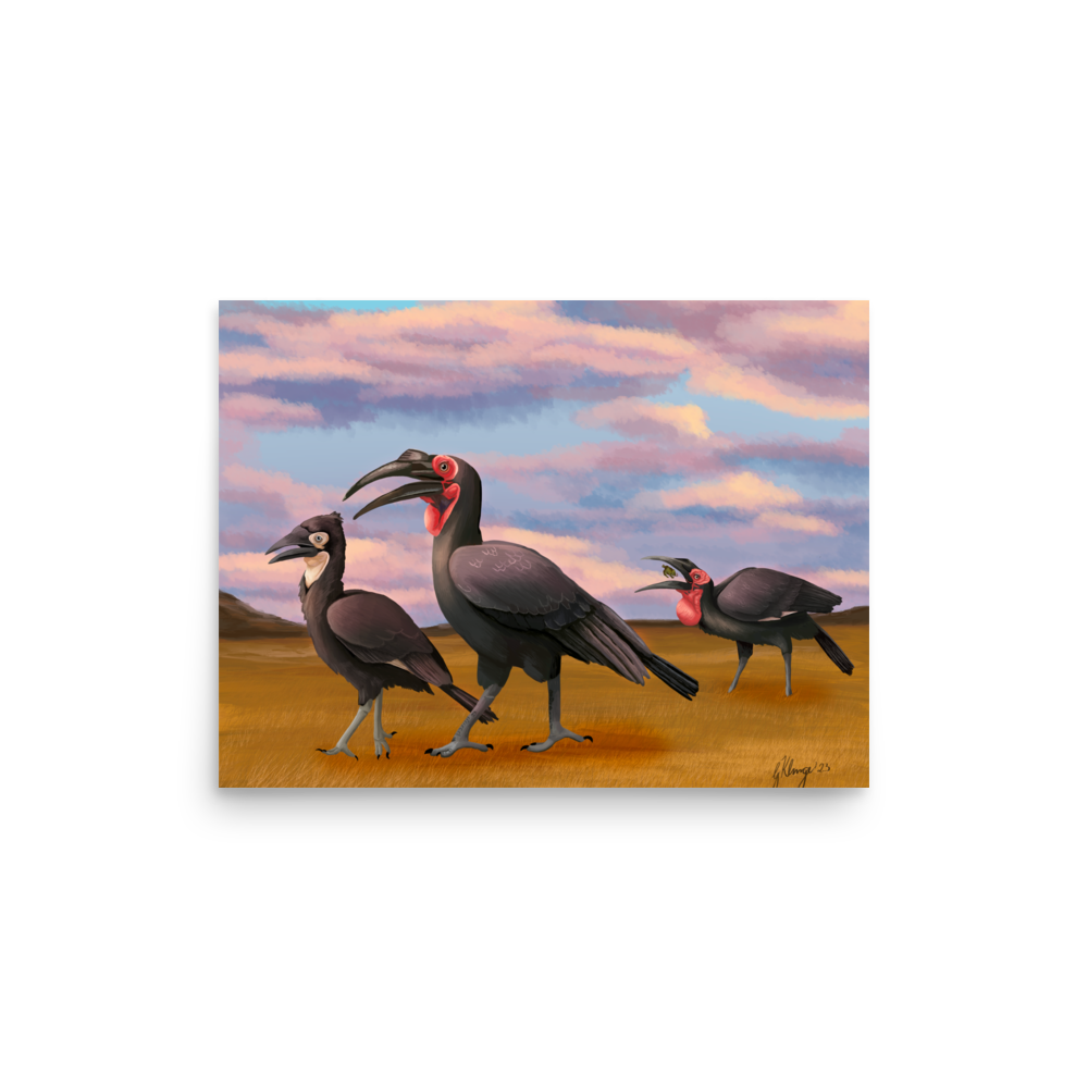 Southern Ground Hornbill Poster