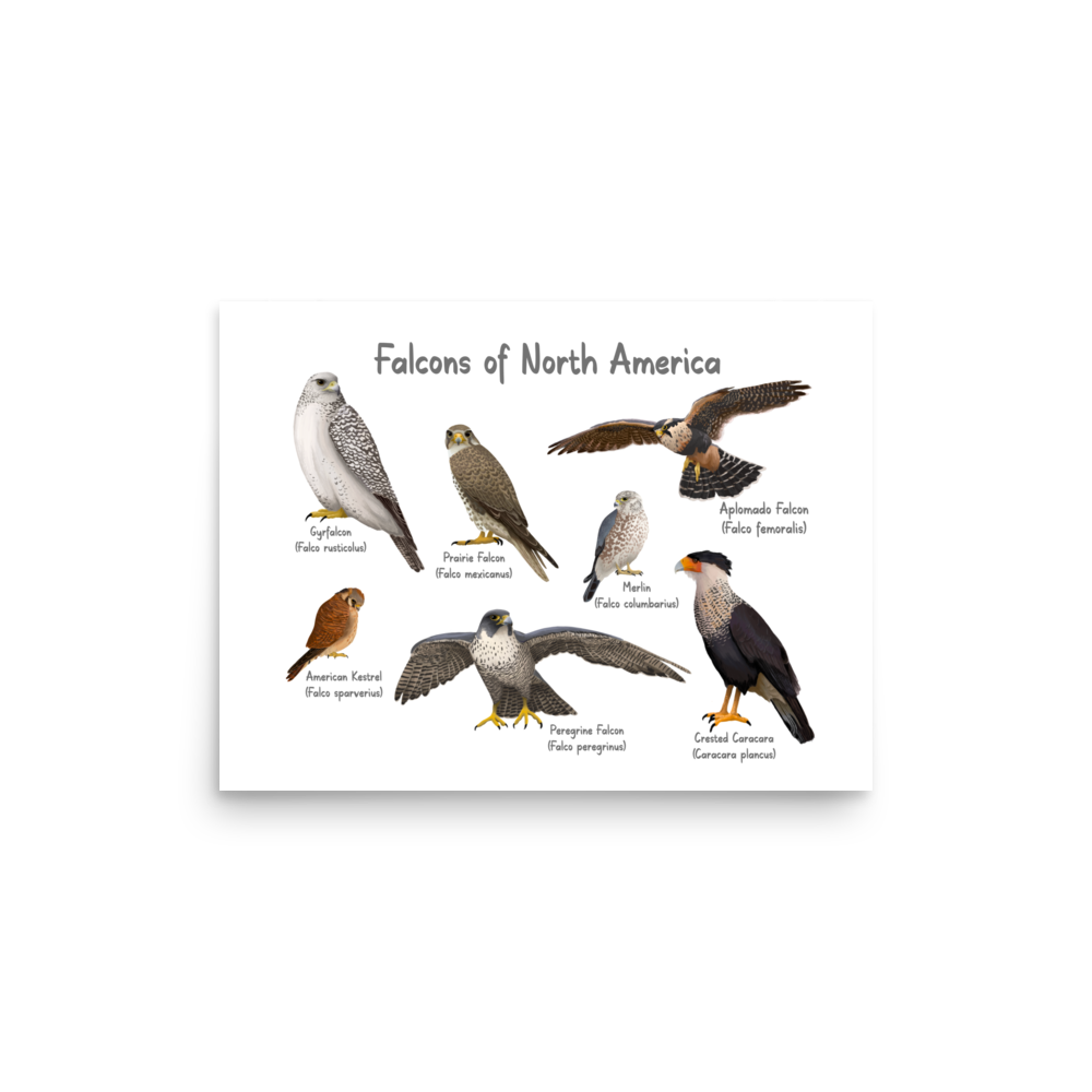 Falcons of North America Poster