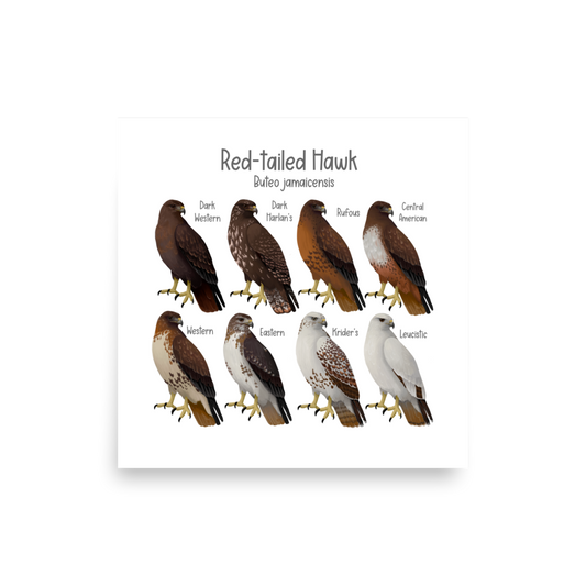 Red-tailed Hawk Morphs Poster