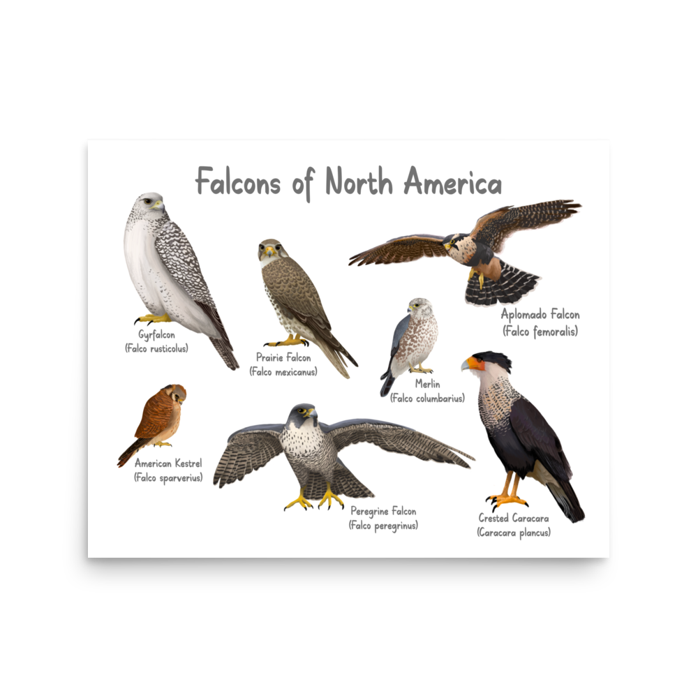 Falcons of North America Poster