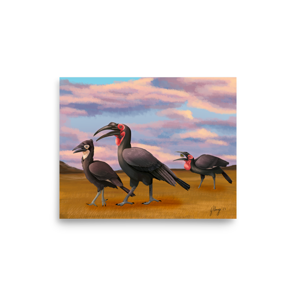 Southern Ground Hornbill Poster