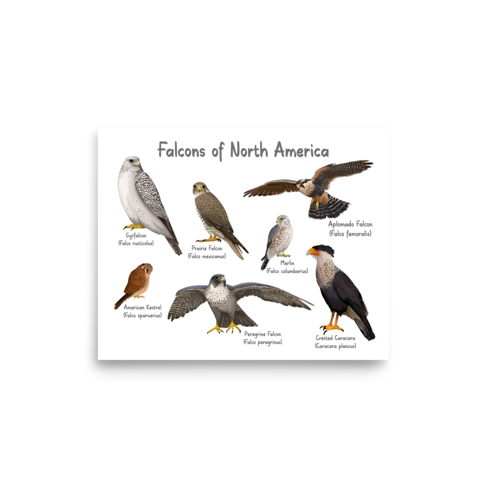 Falcons of North America Poster