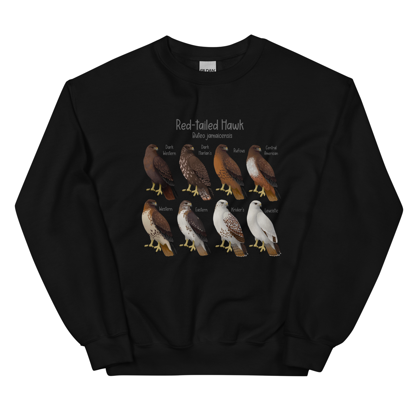 Red-tailed Hawk Morphs Sweater