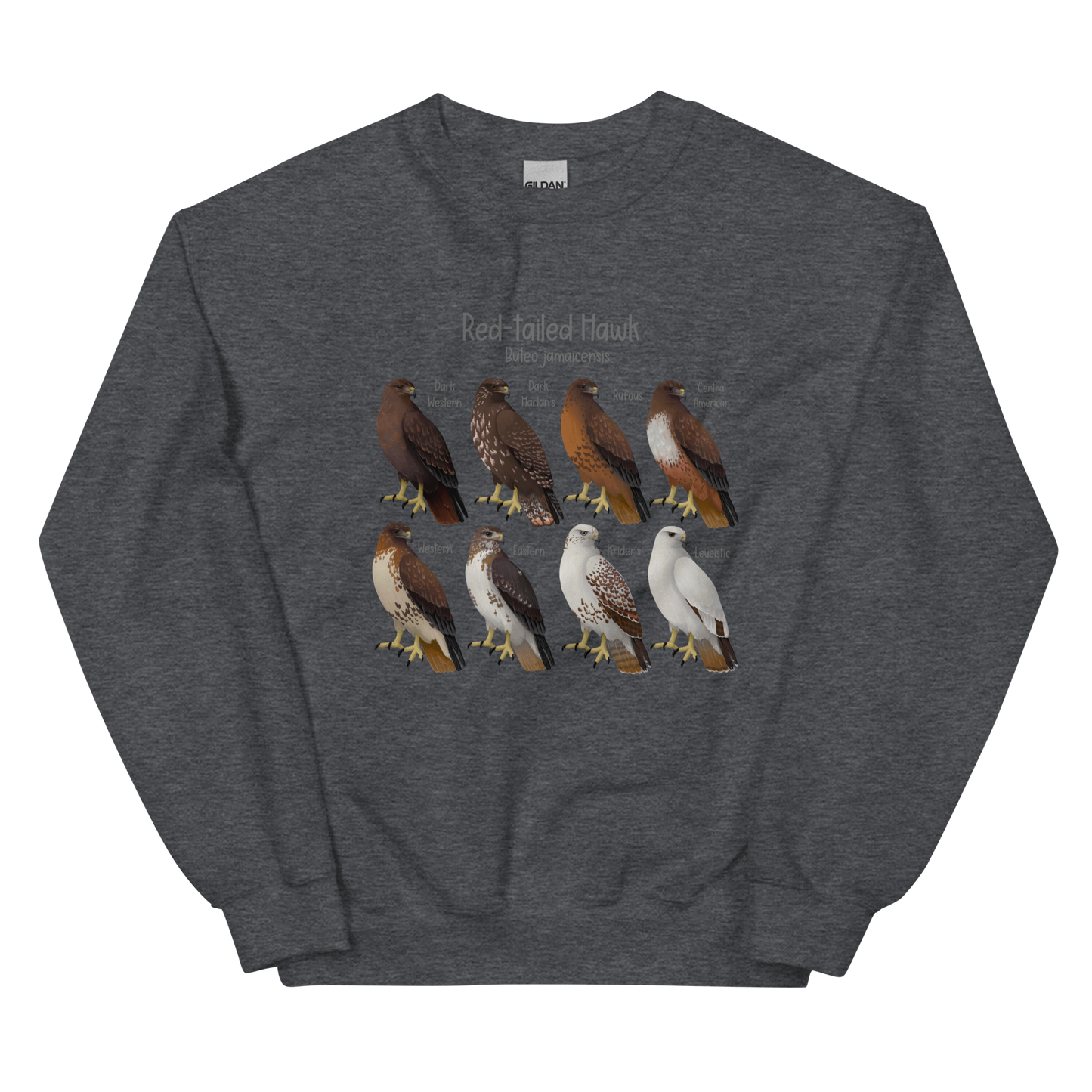 Red-tailed Hawk Morphs Sweater