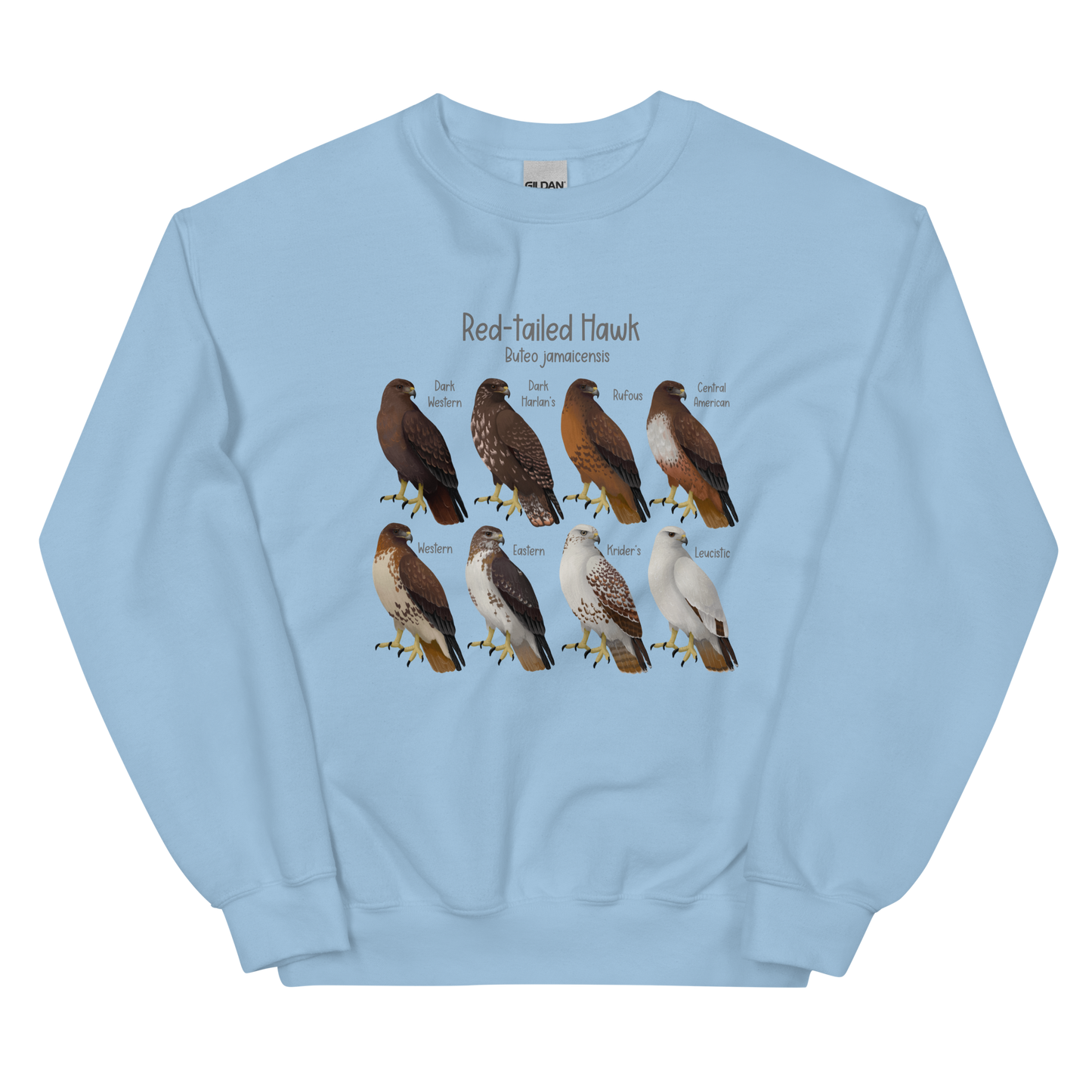 Red-tailed Hawk Morphs Sweater