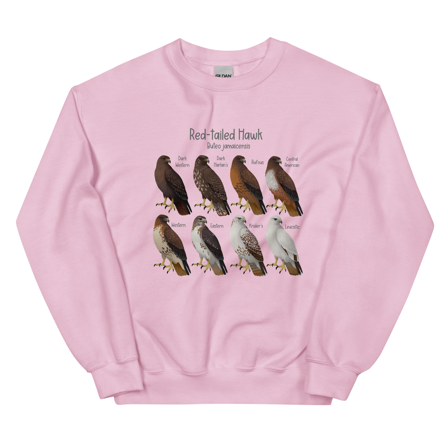 Red-tailed Hawk Morphs Sweater