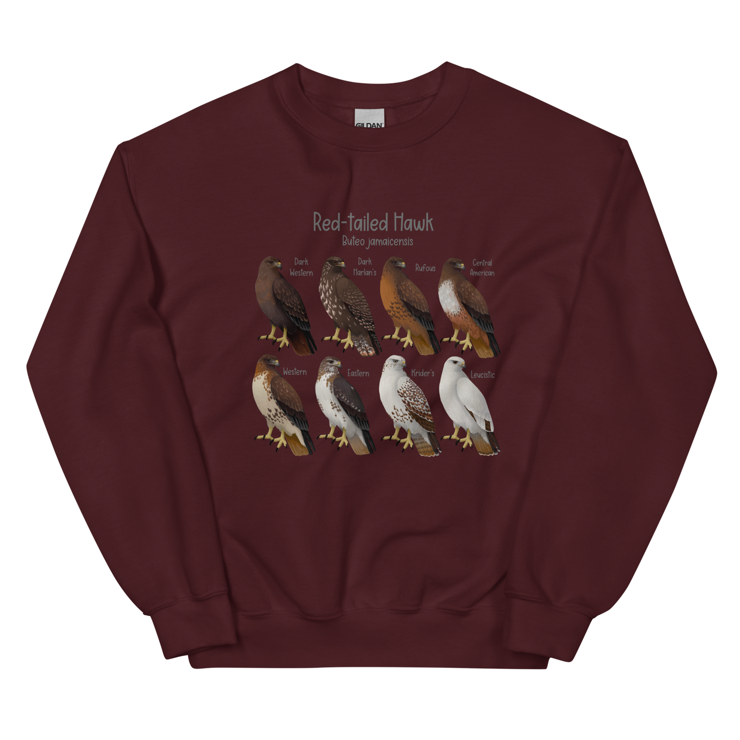 Red-tailed Hawk Morphs Sweater