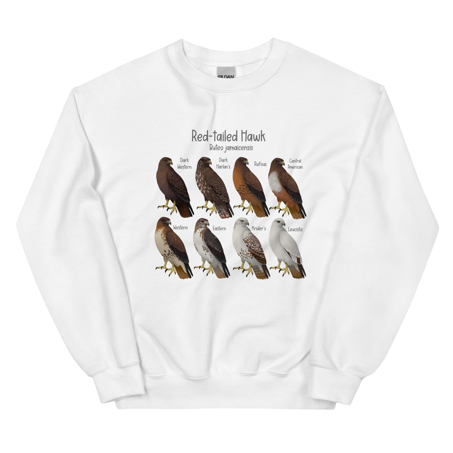 Red-tailed Hawk Morphs Sweater